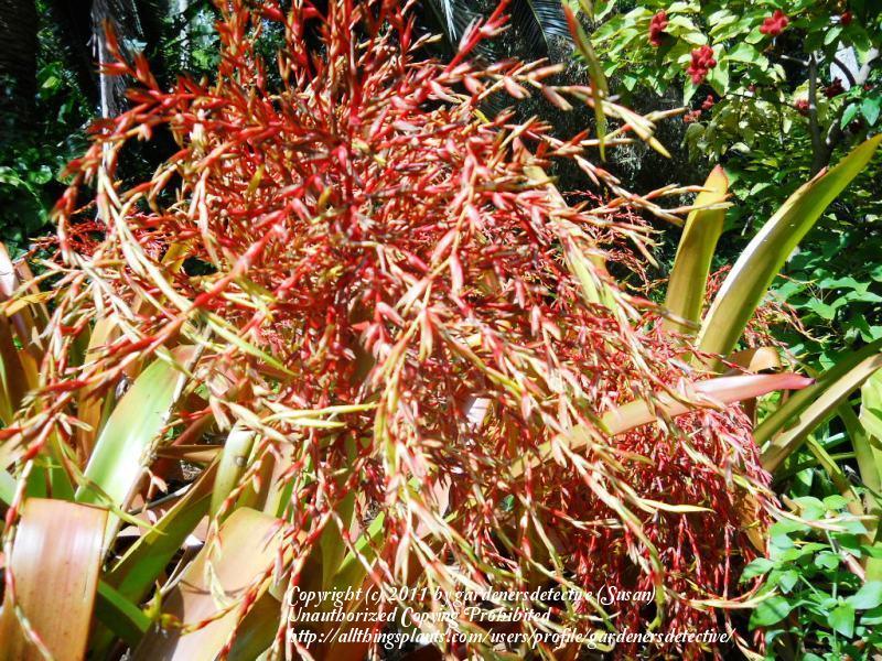 Photo of Bromeliad (Aechmea blanchetiana) uploaded by gardenersdetective