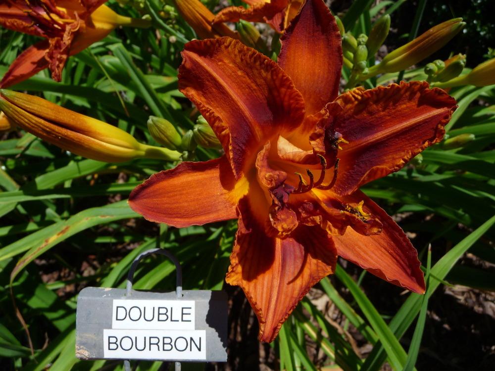 Photo of Daylily (Hemerocallis 'Double Bourbon') uploaded by maxxtenn