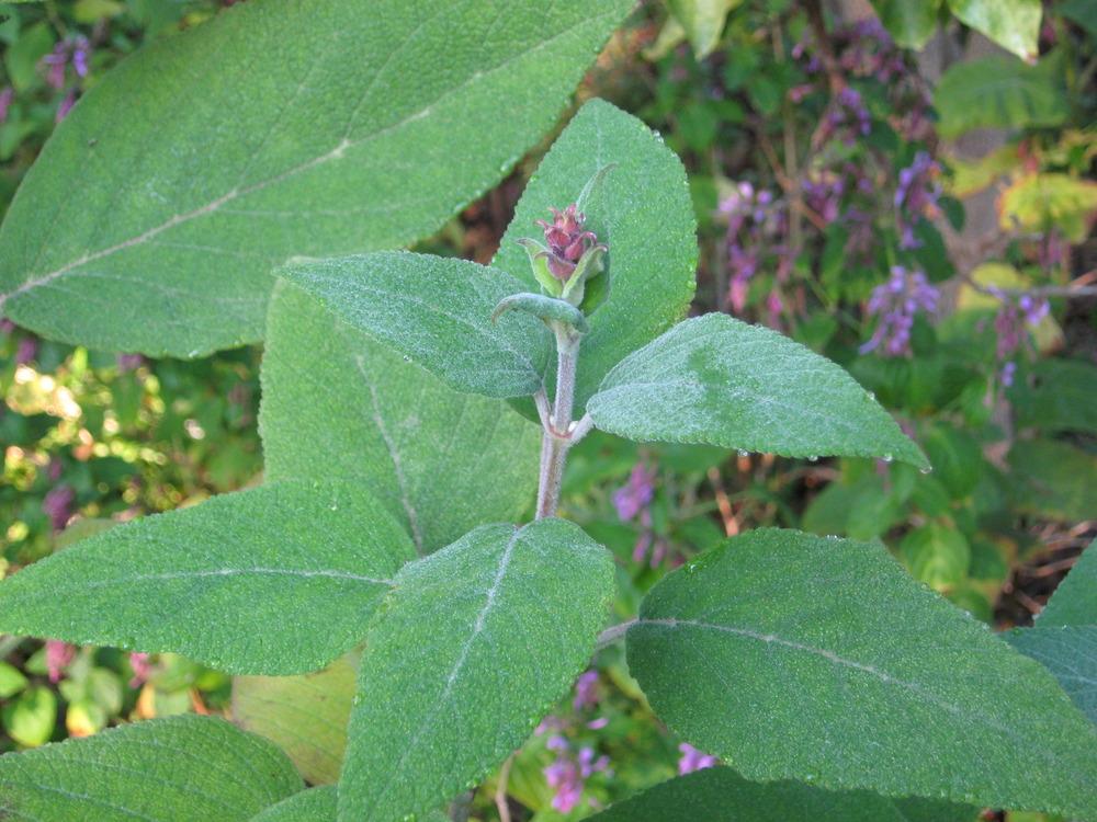 Photo of Karwinski's Sage (Salvia karwinskii) uploaded by wcgypsy