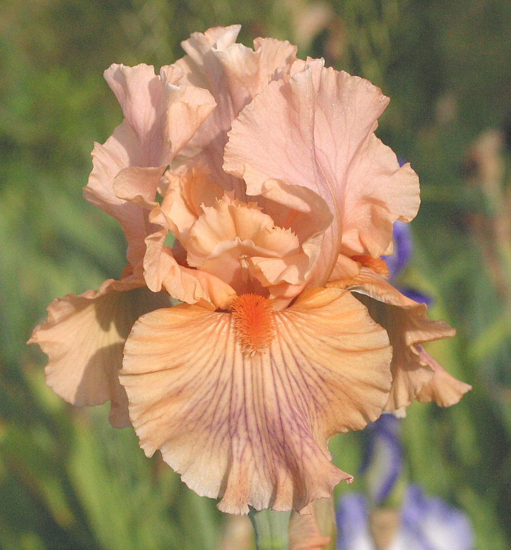 Photo of Tall Bearded Iris (Iris 'Judy Nunn') uploaded by Calif_Sue