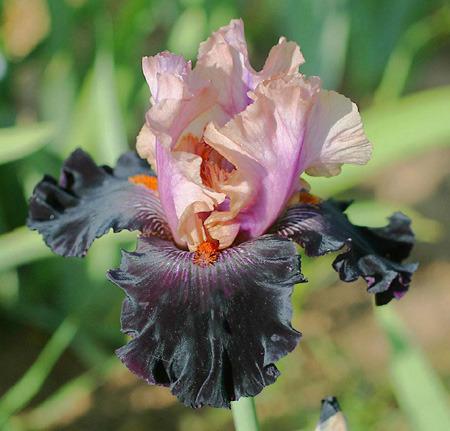Photo of Tall Bearded Iris (Iris 'Creative Vision') uploaded by Calif_Sue