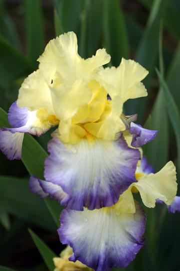Photo of Tall Bearded Iris (Iris 'Designer's Art') uploaded by Calif_Sue