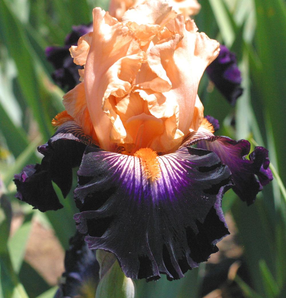 Photo of Tall Bearded Iris (Iris 'Greatest Show on Earth') uploaded by Calif_Sue