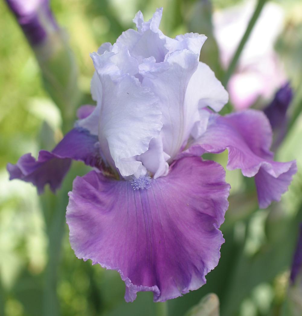 Photo of Tall Bearded Iris (Iris 'Only in Dreams') uploaded by Calif_Sue