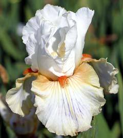 Photo of Tall Bearded Iris (Iris 'Modern Era') uploaded by Calif_Sue