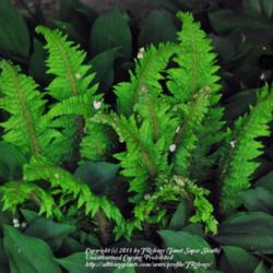 Location: My garden near Lincoln UK
Date: 2008-05-22
It holds it's own amongst Lily of the Valley!  An easy dwarf fern
