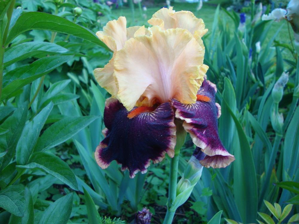 Photo of Tall Bearded Iris (Iris 'Glamour Pants') uploaded by Paul2032