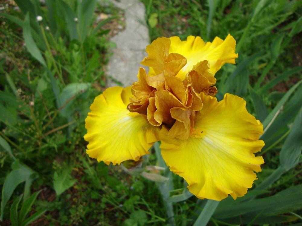Photo of Tall Bearded Iris (Iris 'Nouveau Riche') uploaded by Paul2032