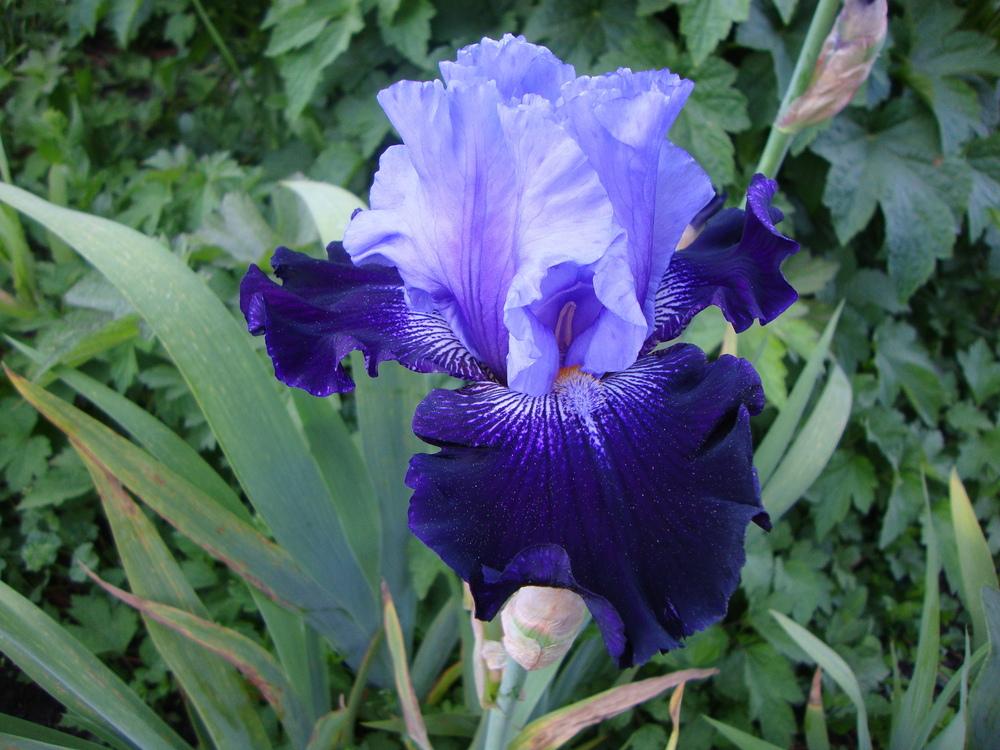 Photo of Tall Bearded Iris (Iris 'Visual Intrigue') uploaded by Paul2032