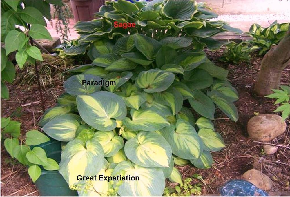 Photo of Hosta 'Great Expectations' uploaded by Stush2019