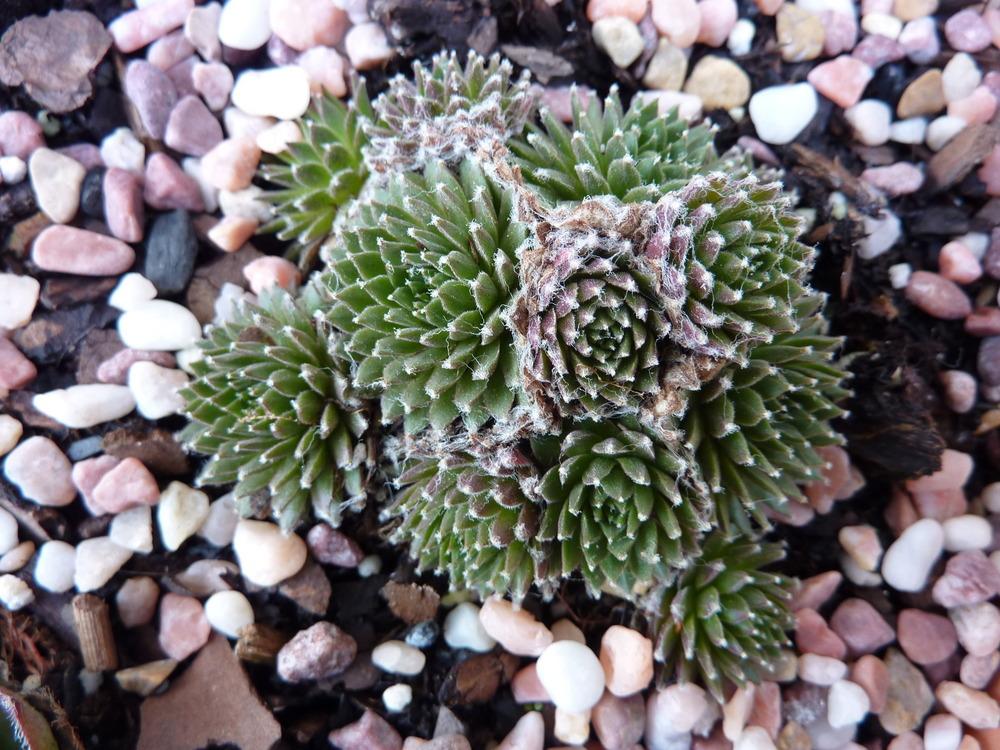 Photo of Hen and Chicks (Sempervivum 'Mike') uploaded by sandnsea2