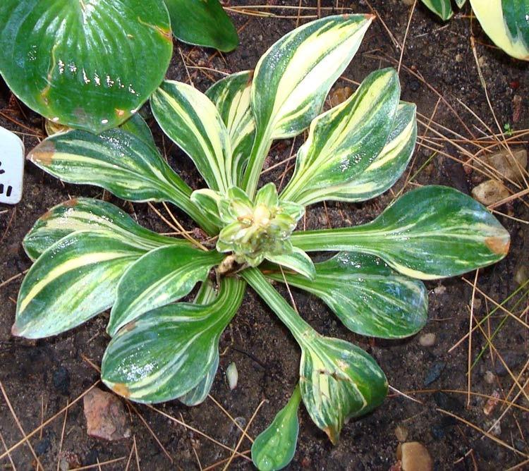 Photo of Hosta 'Mouse Tracks' uploaded by tcs1366