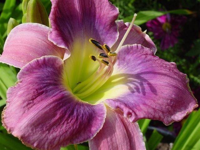 Photo of Daylily (Hemerocallis 'Borgia Queen') uploaded by vic