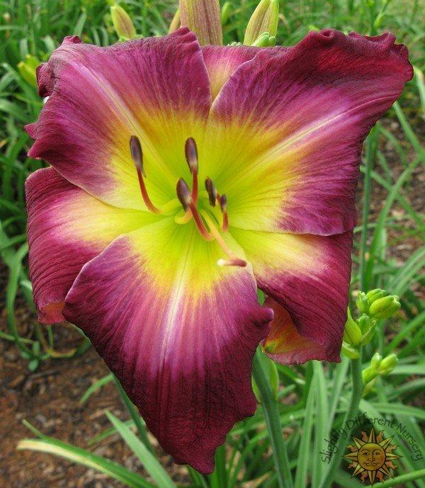 Photo of Daylily (Hemerocallis 'Lovely Miss Laucius') uploaded by Calif_Sue
