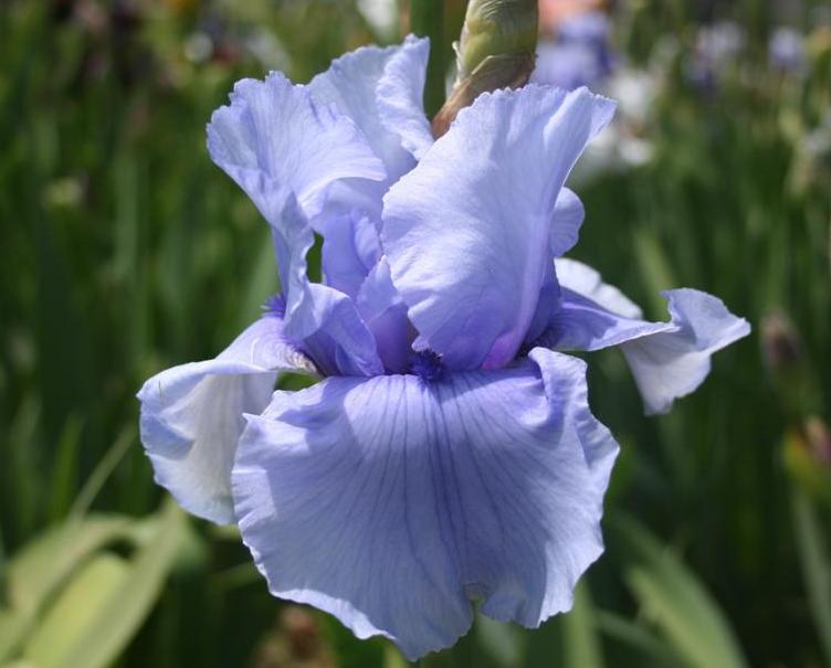Photo of Tall Bearded Iris (Iris 'Continuity') uploaded by KentPfeiffer