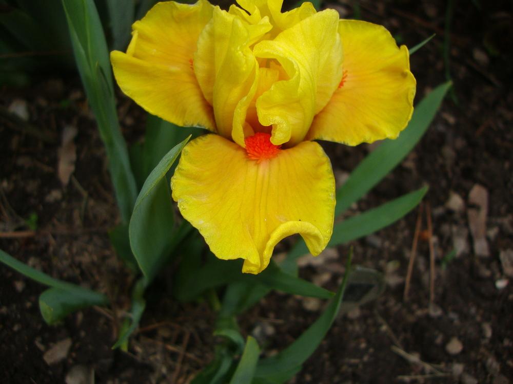 Photo of Standard Dwarf Bearded Iris (Iris 'Yahtzee') uploaded by Paul2032