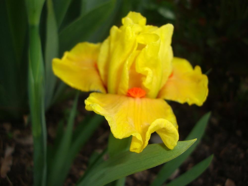 Photo of Standard Dwarf Bearded Iris (Iris 'Yahtzee') uploaded by Paul2032