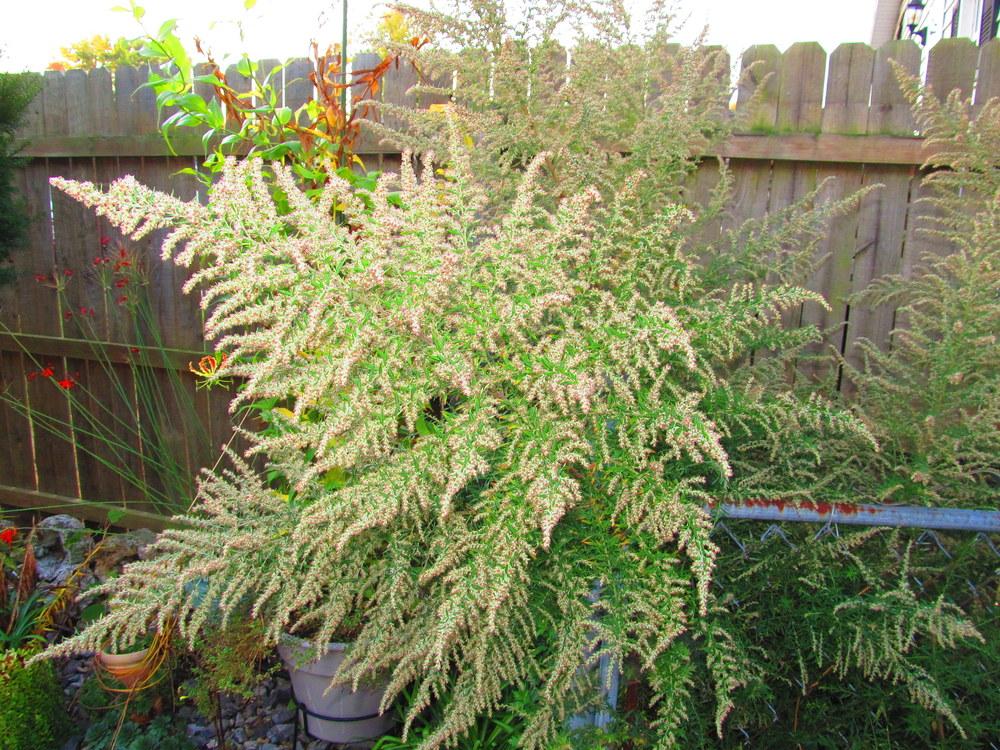 Photo of Mugwort (Artemisia vulgaris) uploaded by jmorth