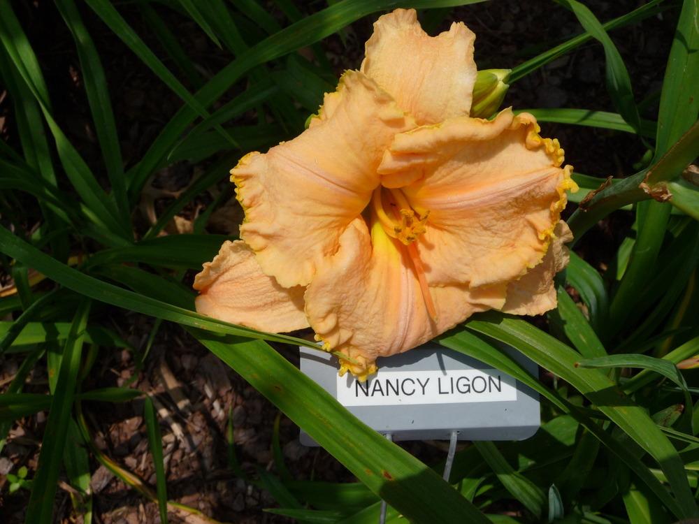 Photo of Daylily (Hemerocallis 'Nancy Ligon') uploaded by maxxtenn
