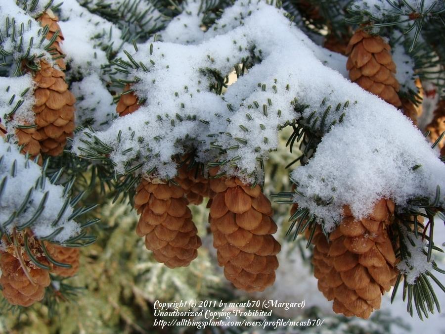 Photo of White Spruce (Picea glauca) uploaded by mcash70