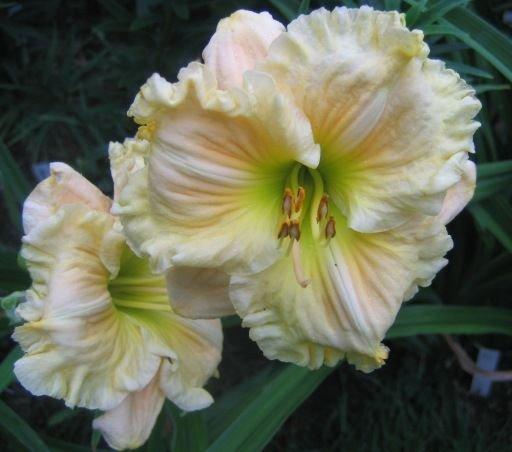 Photo of Daylily (Hemerocallis 'Caribbean Anne McWilliams') uploaded by vic