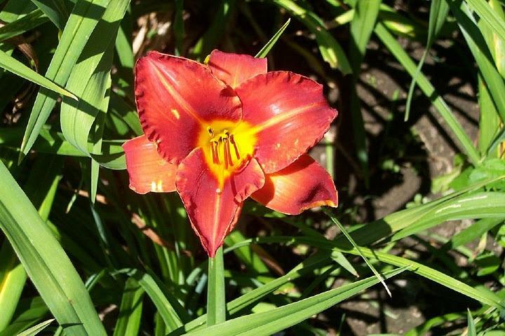 Photo of Daylily (Hemerocallis 'Caught Red Handed') uploaded by vic