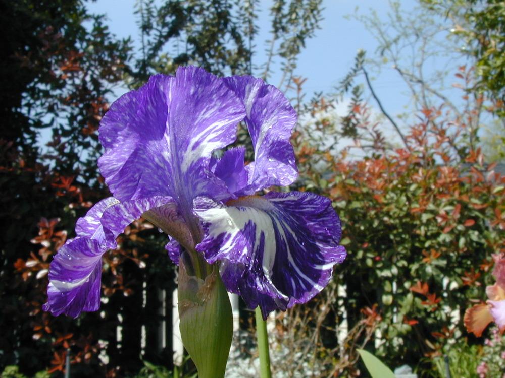 Photo of Border Bearded Iris (Iris 'Batik') uploaded by Betja