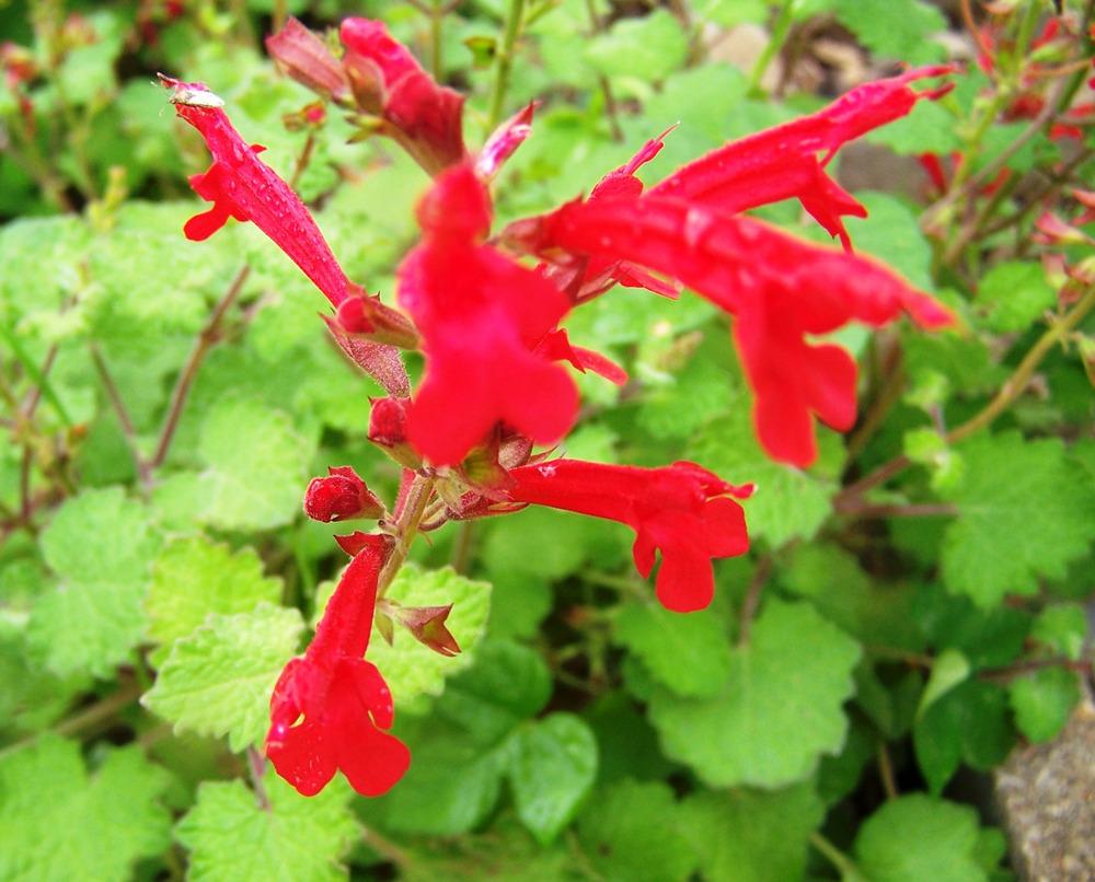 Photo of Roemer's Sage (Salvia roemeriana) uploaded by LindaTX8