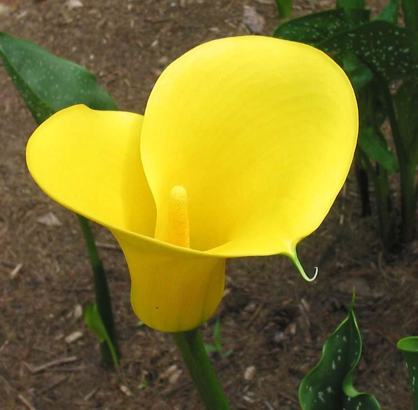 Photo of Yellow Calla Lily (Zantedeschia elliottiana) uploaded by eclayne