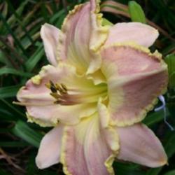 Location: Wayneboro MS
Date: 2007-07-03
polytepal bloom
