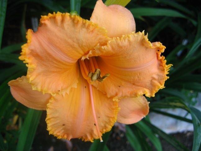 Photo of Daylily (Hemerocallis 'Crown of Creation') uploaded by vic