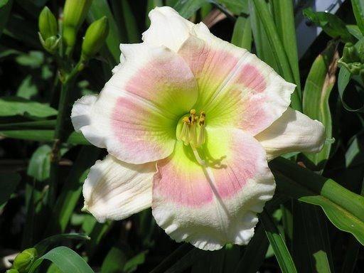 Photo of Daylily (Hemerocallis 'Clouds of Kisses') uploaded by vic