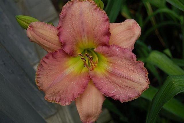 Photo of Daylily (Hemerocallis 'Clear Fork') uploaded by vic