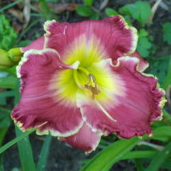 Location: My garden in Bakersfield, CA
Date: July 2010
This was its first bloom for me and hasn't bloomed since.  Maybe 