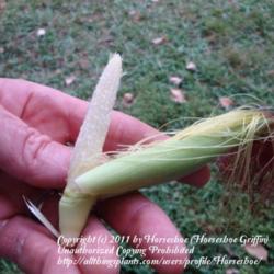Location: MoonDance Farm-North Carolina
Date: 2009-09-16
Chires Baby Corn - fully exposed- this is the size for stirfry/pi