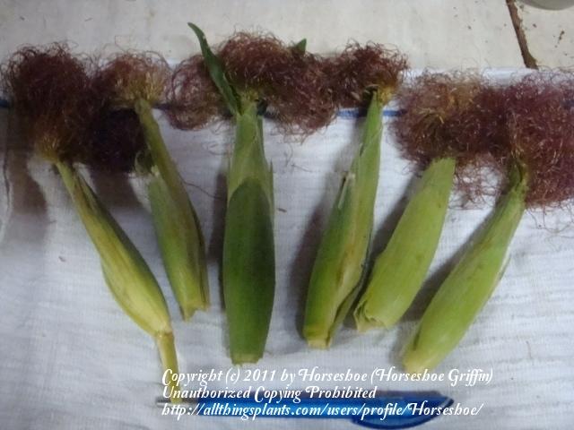 Photo of Popcorn (Zea mays subsp. mays 'Chires Baby Corn') uploaded by Horseshoe