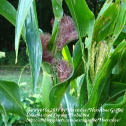 Location: MoonDance Farm-North Carolina
Date: 2009-09-14
Chires Baby Corn plants showing tassels (male reproductive parts)