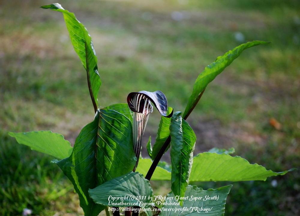 Photo of Jack in the Pulpit (Arisaema triphyllum) uploaded by JRsbugs