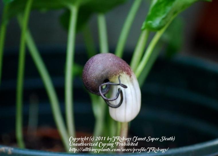 Photo of Mouse Plant (Arisarum proboscideum) uploaded by JRsbugs