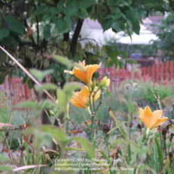 Location: My garden in Kentucky
Date: 2005-08-20