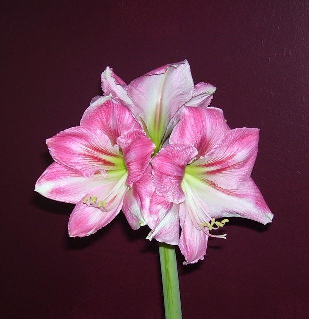 Photo of Amaryllis (Hippeastrum 'Candy Floss') uploaded by Sharon