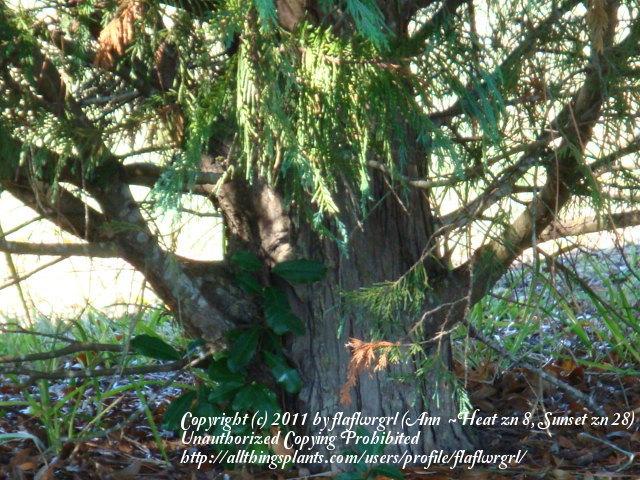 Photo of Leyland Cypress (XCuprocyparis leylandii) uploaded by flaflwrgrl