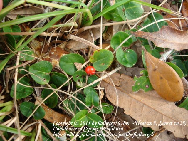 Photo of Partridgeberry (Mitchella repens) uploaded by flaflwrgrl
