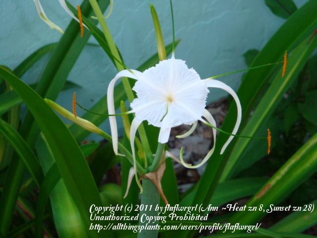 Photo of Spider Lily (Hymenocallis littoralis) uploaded by flaflwrgrl
