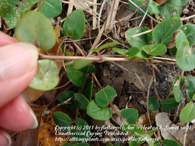 Photo of Partridgeberry (Mitchella repens) uploaded by flaflwrgrl