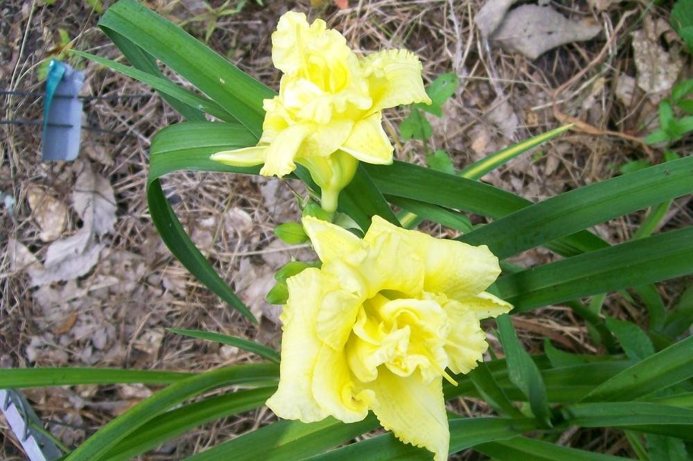 Photo of Daylily (Hemerocallis 'Cabbage Flower') uploaded by hementia
