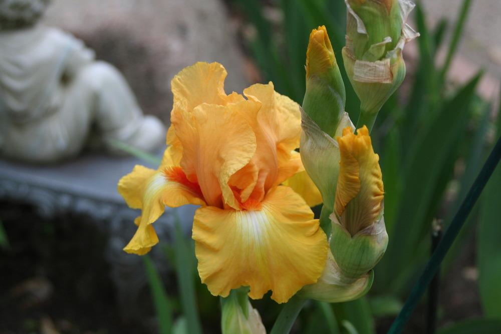 Photo of Tall Bearded Iris (Iris 'Leading Light') uploaded by pilot4