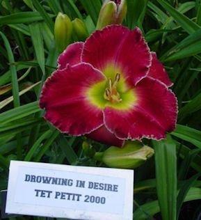 Photo of Daylily (Hemerocallis 'Drowning in Desire') uploaded by vic