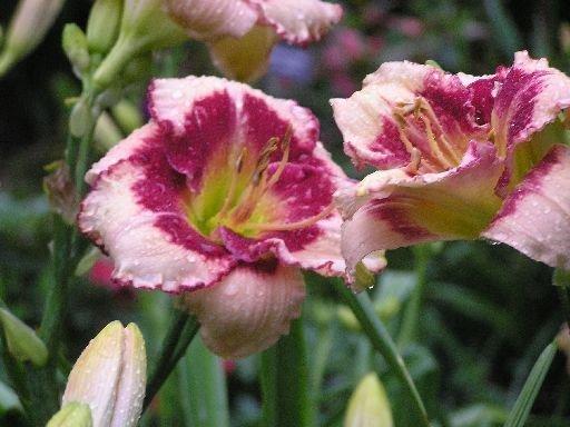 Photo of Daylily (Hemerocallis 'Edged in Red') uploaded by vic