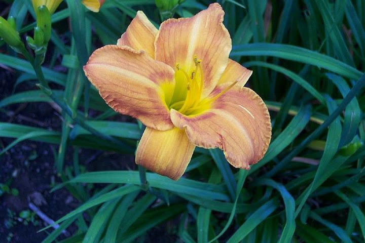 Photo of Daylily (Hemerocallis 'Decatur Treasure Chest') uploaded by vic